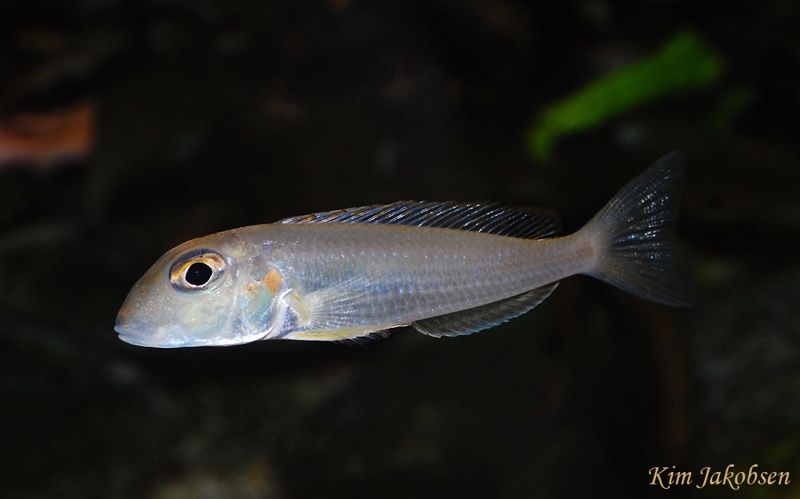 Xenotilapia singularis 'Ndole Bay'